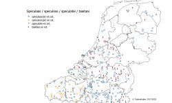 Taalkaart Vlaanderen en Nederland met speculaas, speculoos, speculatie en taaitaai